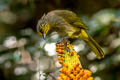 Stripe-throated Bulubl Pycnonotus finlaysoni eous