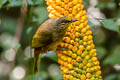 Stripe-throated Bulubl Pycnonotus finlaysoni eous