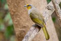 Stripe-throated Bulubl Pycnonotus finlaysoni eous