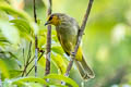 Stripe-throated Bulubl Pycnonotus finlaysoni finlaysoni