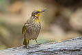 Stripe-throated Bulubl Pycnonotus finlaysoni eous