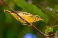 Sulphur-breasted Warbler Phylloscopus ricketti