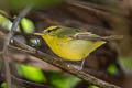 Sulphur-breasted Warbler Phylloscopus ricketti