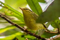 Sulphur-breasted Warbler Phylloscopus ricketti