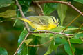 Sulphur-breasted Warbler Phylloscopus ricketti