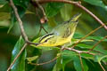 Sulphur-breasted Warbler Phylloscopus ricketti