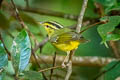 Sulphur-breasted Warbler Phylloscopus ricketti