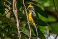 Sultan Tit Melanochlora sultanea flavocristata