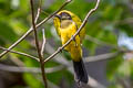 Sultan Tit Melanochlora sultanea flavocristata