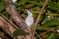Sunda Scimitar Babbler Pomatorhinus bornensis occidentalis