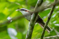 Sunda Scimitar Babbler Pomatorhinus bornensis occidentalis