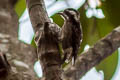 Sunda Pygmy Woodpecker Yungipicus moluccensis moluccensis