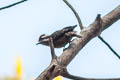 Sunda Pygmy Woodpecker Yungipicus moluccensis moluccensis