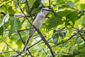 Swinhoe's Minivet Pericrocotus cantonensis (Brown-rumped Minivet)