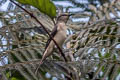 Swinhoe's Minivet Pericrocotus cantonensis (Brown-rumped Minivet)