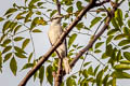 Swinhoe's Minivet Pericrocotus cantonensis (Brown-rumped Minivet)