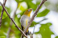 Swinhoe's White-eye Zosterops simplex erwini (Chinese White-eye)