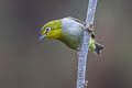 Swinhoe's White-eye Zosterops simplex simplex (Chinese White-eye)