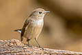 Taiga Flycatcher Ficedula albicilla (Red-throated Flycatcher)