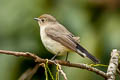 Taiga Flycatcher Ficedula albicilla (Red-throated Flycatcher)