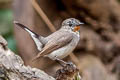 Taiga Flycatcher Ficedula albicilla (Red-throated Flycatcher)