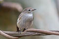 Taiga Flycatcher Ficedula albicilla (Red-throated Flycatcher)