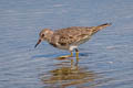 Temminck's Stint Calidris temminckii