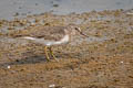 Temminck's Stint Calidris temminckii