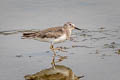 Temminck's Stint Calidris temminckii