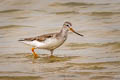 Terek Sandpiper Xenus cinereus