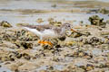 Terek Sandpiper Xenus cinereus