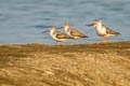 Terek Sandpiper Xenus cinereus