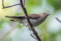Thick-billed Flowerpecker Pachyglossa agilis modesta