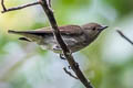 Thick-billed Flowerpecker Pachyglossa agilis modesta