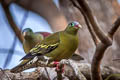 Thick-billed Green Pigeon Treron curvirostra nipalensis