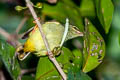 Thick-billed Spiderhunter Arachnothera crassirostris