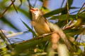 Thick-billed Warbler Arundinax aedon stegmanni