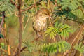 Thick-billed Warbler Arundinax aedon stegmanni