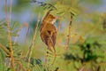 Thick-billed Warbler Arundinax aedon stegmanni