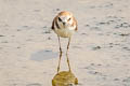 Tibetan Sand Plover Anarhynchus atrifrons ssp.