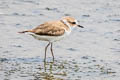 Tibetan Sand Plover Anarhynchus atrifrons ssp.