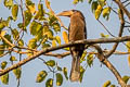Tickell's Brown Hornbill Anorrhinus tickelli (Rusty-cheeked Hornbill)