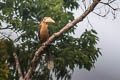 Tickell's Brown Hornbill Anorrhinus tickelli (Rusty-cheeked Hornbill)