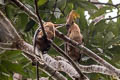 Tickell's Brown Hornbill Anorrhinus tickelli (Rusty-cheeked Hornbill)