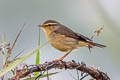 Tickell's Leaf Warbler Phylloscopus affinis affinis