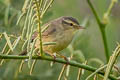 Tickell's Leaf Warbler Phylloscopus affinis affinis