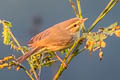 Tickell's Leaf Warbler Phylloscopus affinis affinis