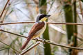 Tiger Shrike Lanius tigrinus