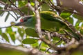 Turquoise-throated Barbet Psilopogon chersonesus