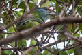 Turquoise-throated Barbet Psilopogon chersonesus
